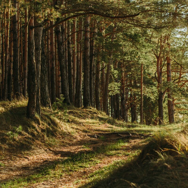 caltherm - Image od woods